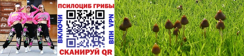 закладки Элиста Псилоцибиновые грибы мицелий