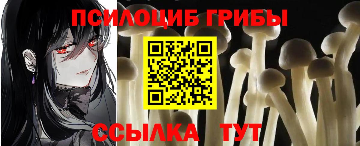 Галлюциногенные грибы Psilocybe Элиста